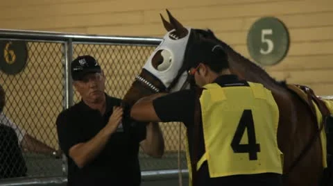 RACEHORSE GETS PREPPED 2 Stock Footage 10918689