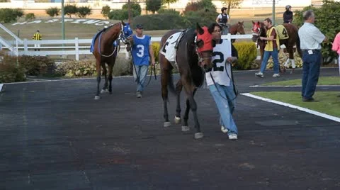 Racehorse Parade ring. Video stock 12381219