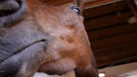 A racehorse showing off for the camera Stock Footage 88488708