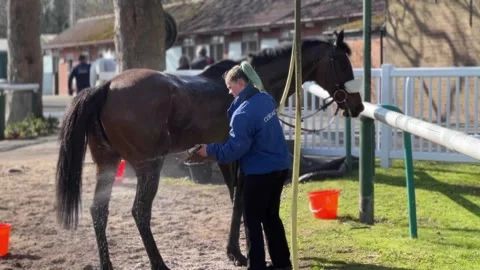 A racehorse is washed down after completing a race Stock-Footage 241674721