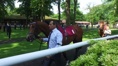 Racehorses in the parade ring Stock-Footage 146098854