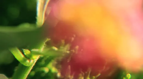 Racfocus flower Video stock 22979058