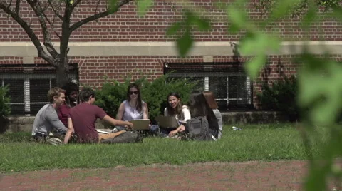 Racially-diverse group of students sit under tree, studying. Stock Footage 44117056