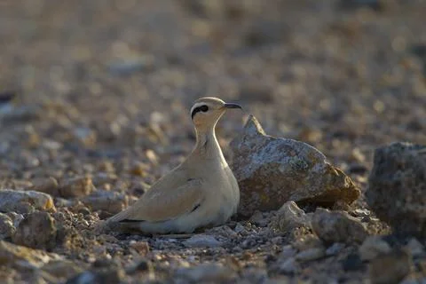 Racing bird (Cursorius cursor), semi-desert, Fuerteventura, Spain, Europe Stock Photos