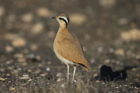 Racing bird (Cursorius cursor), semi-desert, Fuerteventura, Spain, Europe Stock Photos