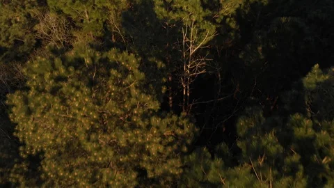Racing Birds Eye View Forest Trees Reveal 4K 動画素材 86806959