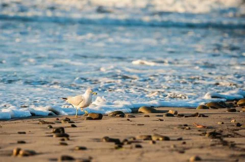 Racing with the breaking waves. Stock Photos