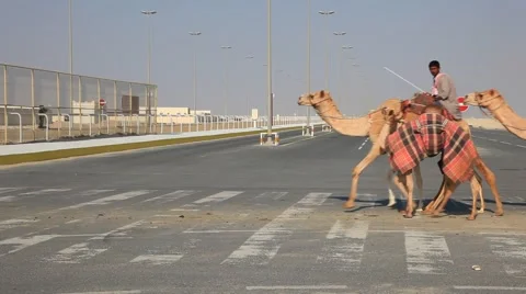 Racing camels in Qatar Stock Footage 57752877
