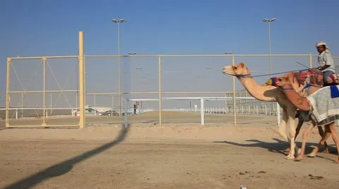 Racing camels in Qatar Vidéo 60833019