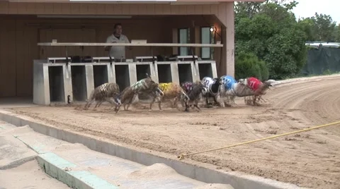 Racing dogs Video stock 50898606