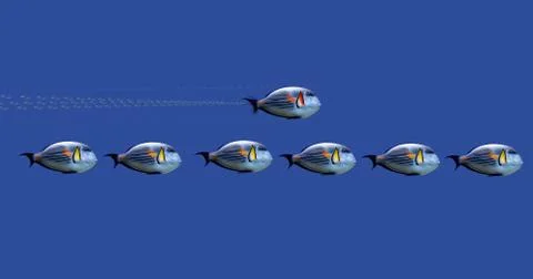 Racing fish Stock Illustration