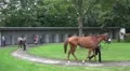 Racing horse presentation HD Footage