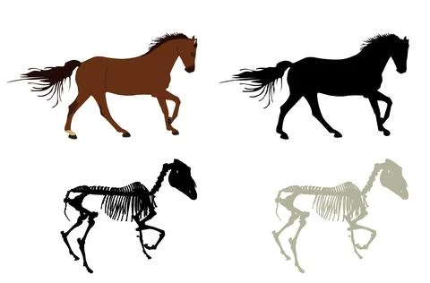 Racing horse skeleton vector silhouette illustration Stock Illustration