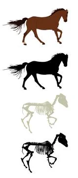 Racing horse skeleton vector silhouette illustration Stock Illustration