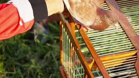 Racing Pigeon Feet Being Sprayed After Training Stock Footage 346014171