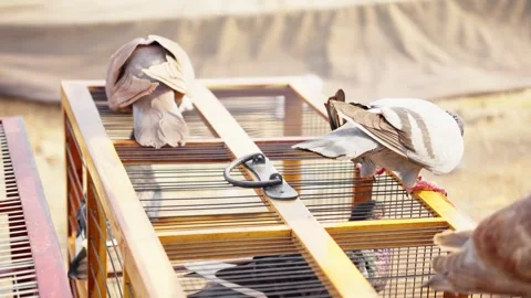 Racing Pigeon Interacting With Mate Inside Cage Stock Footage 346014327