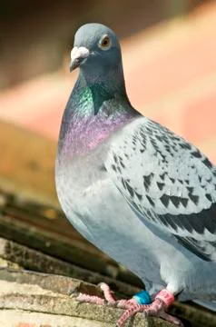 Racing Pigeon Stock Photos