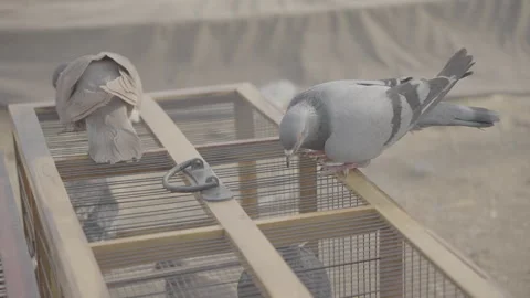 Racing Pigeon Viewed From Above in Close Up 10bit slog3 Stock Footage 346013088