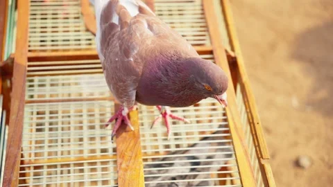 Racing Pigeon Viewed From Above in Close Up Stock Footage 346014469