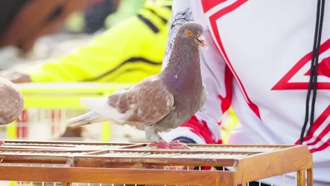Racing Pigeons Being Prepared on Top of Their Coop Stock Footage 346014356
