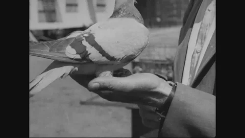 Racing Pigeons Flying Away Stock Footage 93606917