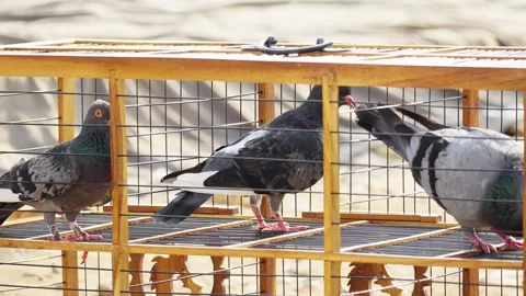 Racing Pigeons Flying Together in Open Sky Stock Footage 346014142