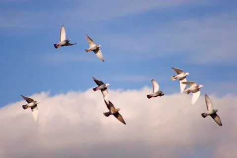 Racing pigeons Stock Photos