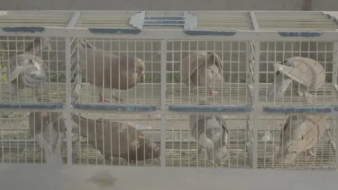 Racing Pigeons Resting Together Inside Their Coop 10bit slog3 Stock Footage 346012412