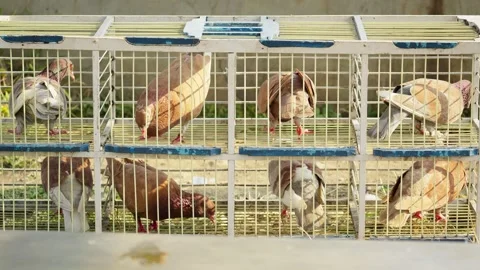 Racing Pigeons Resting Together Inside Their Coop Video stock 346014168