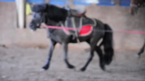 Racing pony Stock Footage 11289604