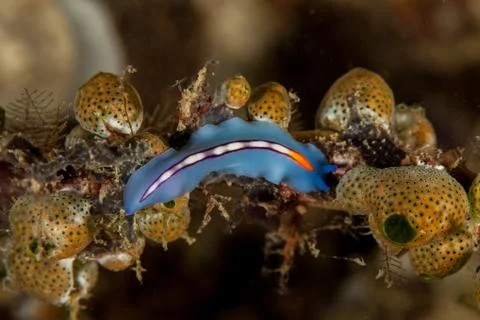 Racing Stripe Flatworm Stock-Fotos