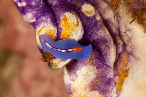 Racing Stripe Flatworm Foto stock