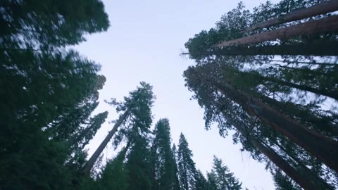 Racing Up Through The Canopy Stock Footage 342736985