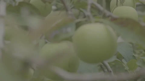 Rack into Apple Hanging on Tree Stock Footage 59868120