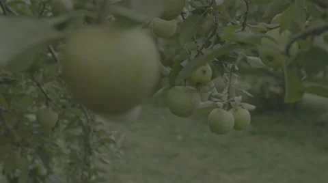 Rack into Apple Hanging on Tree Stock Footage 59868143