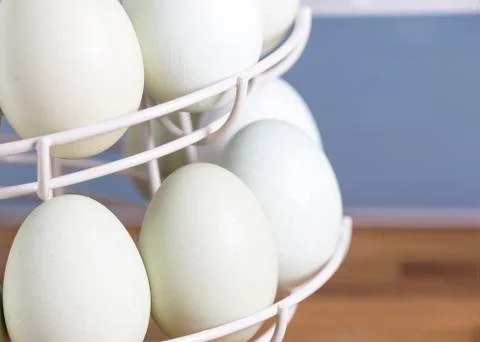 A rack of blue eggs Stock Photos