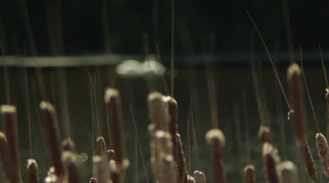 Rack Cattail to Swans Video stock 22842730