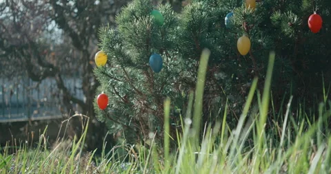 Rack Focus 50mm: From Dewy Grass Blade to Easter Eggs in Garden Bush Stock Footage 332840690