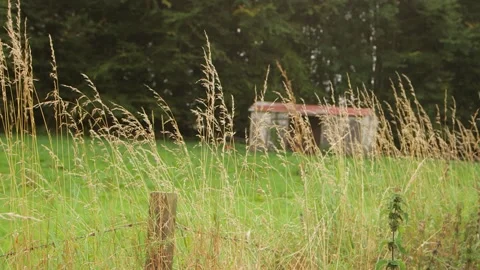 Rack focus on abandon train wagon on field Stock-Footage 143735214