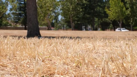Rack Focus Across Dry Grass in California Park During Summer Drought Stock Footage 340385965