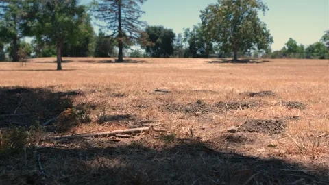 Rack Focus Across Dry Grass Field During California Summer Drought Stock Footage 340387074