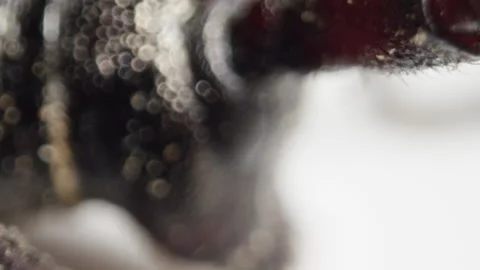 Rack focus across the face of a pine beetle Stock Footage 134586863