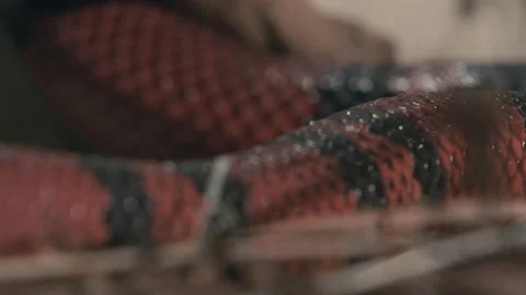 Rack focus across milk snake scales Stock Footage 170941996