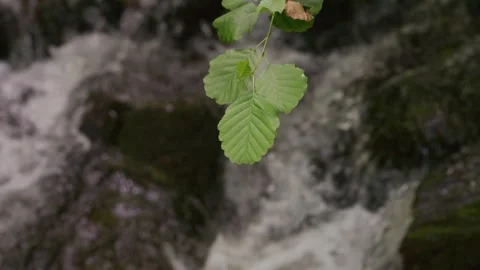 Rack Focus: Alder Leaf to River Water Stock Footage 340408600