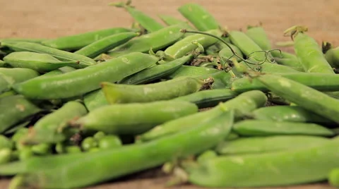 Rack focus along peas in a pod. background of old sack Stock Footage 61215174