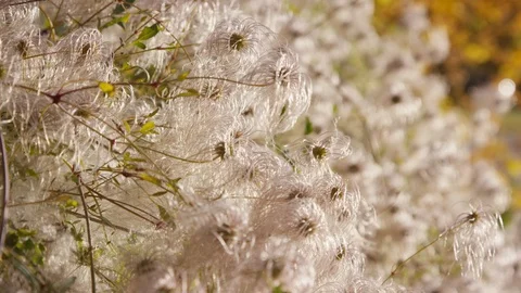 Rack focus along tree blossoms at sunset in the Provo Utah wilderness Stock-Footage 93485093