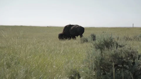 Rack Focus American Bison Grazing in Theodore Roosevelt National Park Stock Footage 121481870