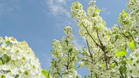 Rack focus and dolly from high tree branches to low branch filled with blossoms 스톡 동영상 128465943