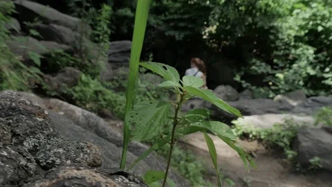 Rack focus and rear view of woman sitting on the rocks and green plants Stock Footage 120343126