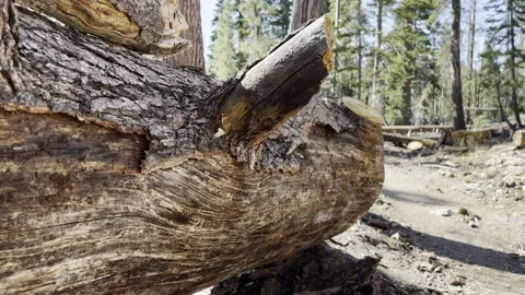 Rack Focus and Track Along Dead Pine Trees to Reveal Hiking Path Stock Footage 245839898